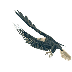 bald eagle landing on white background side view