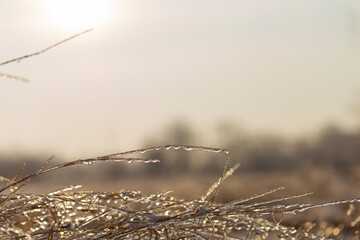 The onset of winter. Dried plants are covered with ice and snow. Winter bokeh.