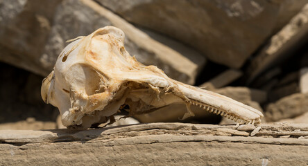 Decomposition of the corpse of a Black Sea dolphin. The skull of a marine mammal. Environmental cataclysm. Death of animals.