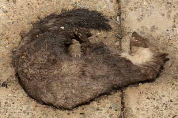 Beech marten (Martes foina), also known as the stone, house or white breasted marten. Road wars -...