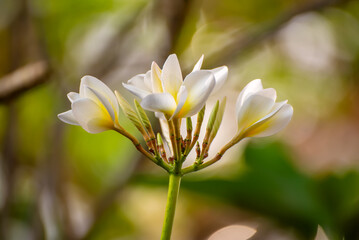Obraz na płótnie Canvas White plumaria flowers