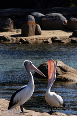 Australian Pelican with uplifted bill pouch at Bay of Fires, Tasmania, Australia
