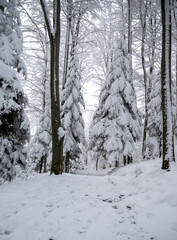 Frosty winter day and view of snow-covered trees in the forest.