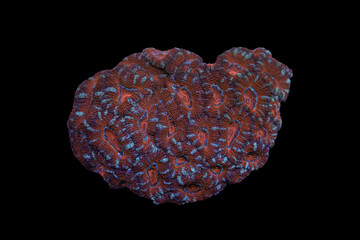 Acan Coral Micromussa