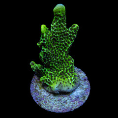 Green stony coral