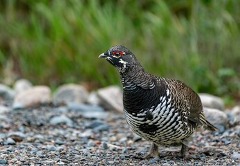 Male spruce grouse (Canachites canadensis) on a gravel path against a background of green grass