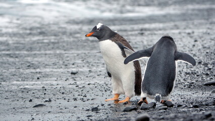 Naklejka premium Gentoo penguins (Pygoscelis papua) on the beach at Brown Bluff, Antarctica