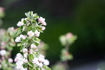 the tree is blooming in the garden