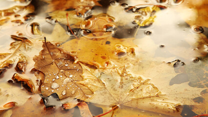 Yellow oak leaf covered with large drops of water lies in the water on an autumn day
