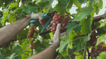 Hands cut ripe grapes with a tool on a summer day