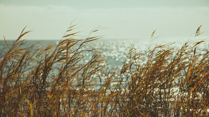 Fototapeta premium Pampas grass and blue sea water in the background