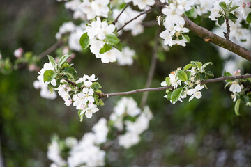 White flowers bloom in the trees. Beautiful blooming garden on a sunny day