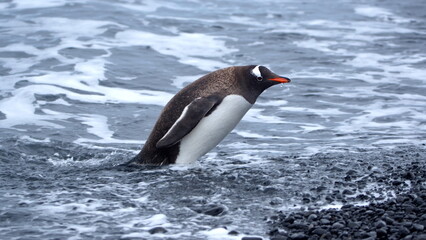 Gentoo penguin (Pygoscelis papua) on the beach at Brown Bluff, Antarctica