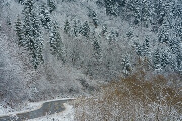 snow covered trees