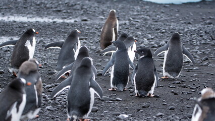 Flock of gentoo penguins (Pygoscelis papua) walking on the beach at Brown Bluff, Antarctica