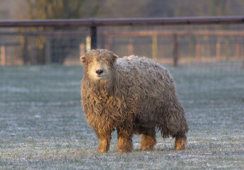 Lone greyface dartmoor shearling on a frosty winter's morning looking at the camera, Image show a single rare breed sheep away from the herd on a cold morning on a small farm along the Suffolk boarder