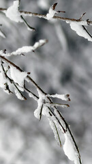 isolated snow covered branches of a tree in winter, black grey white colors, mobile screen wallpaper, vertical phone wallpaper in natural style, winter wallpaper, space for text, mobile screen