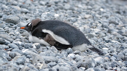 Fototapeta premium Gentoo penguin (Pygoscelis papua) chick lying in the rocks at Brown Bluff, Antarctica