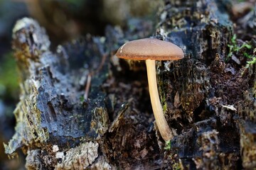 fungi and moss on deadwood in autum