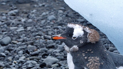 Close up of a molting gentoo penguin (Pygoscelis papua) in front of a block of ice at Brown Bluff, Antarctica