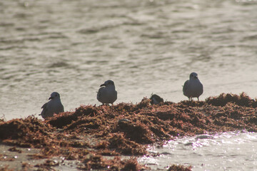 gaviota sobre algas 3