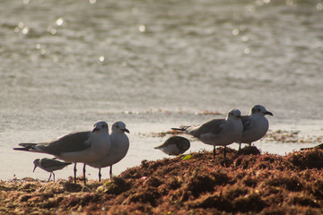 gaviotas sobre algas 4