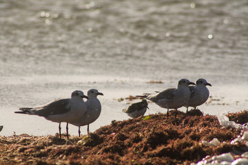 gaviotas sobre algas 6