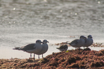 gaviota sobre algas 7