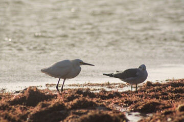 garza y gaviota