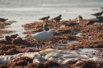 garza pescando sobre algas