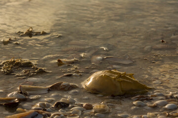 cacerolita en la playa