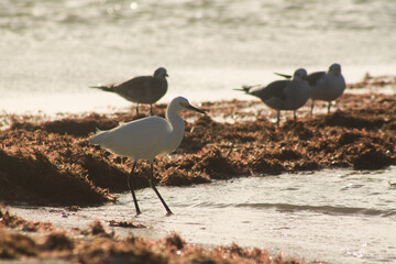 garza pescando con gaviotas