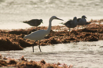 garza pescando con gaviotas 2