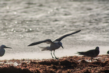 gaviota aterrizando