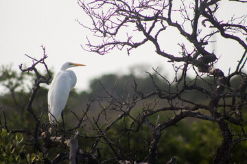 gaviota sobre un arbol