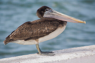 pelicano cafe parado 