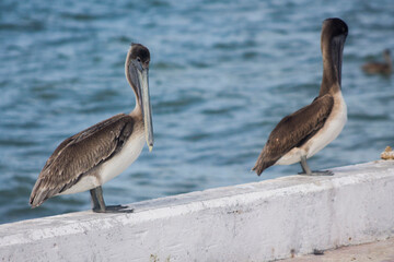 dos pelicanos cafes parados