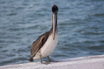 pelicano cafe parado 2