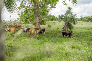cows in a stable in the morning.