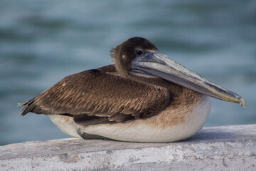 pelicano cafe sentado