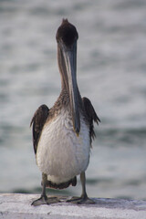 pelicano cafe parado 4