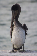 pelicano cafe parado 5