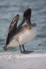 pelicano cafe parado 6