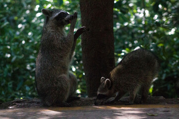 dos mapaches