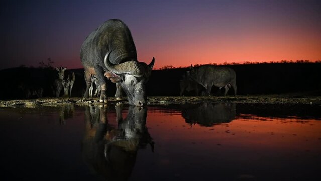An African buffalo drinking at a water hole with zebras in the background with a beautiful evening sky in South Africa
