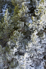 the formations of snow and ice on the plants