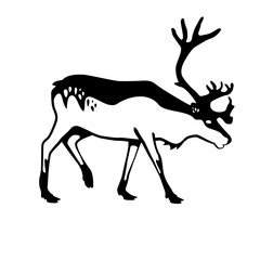 Canada species at risk: Perry Caribou