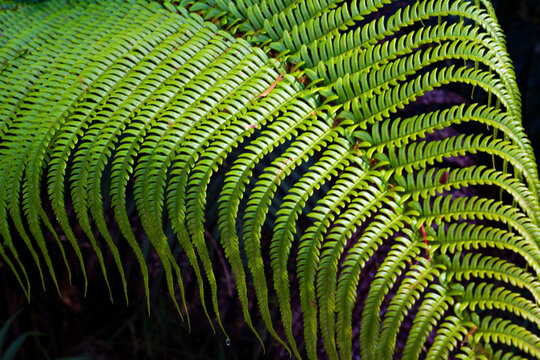 Close-up of a fern leaf in the lush environment of Hawaii's Volcanoes National Park; Hawaii Island, Hawaii, United States of America