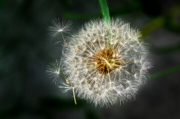 Close up of a dandelion seed head; Calgary, Alberta, Canada