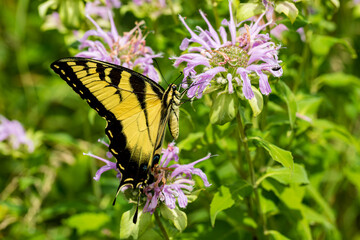 Closeup of Eastern Tiger Swallowtail butterfly on bee balm wildflower. Insect and nature...